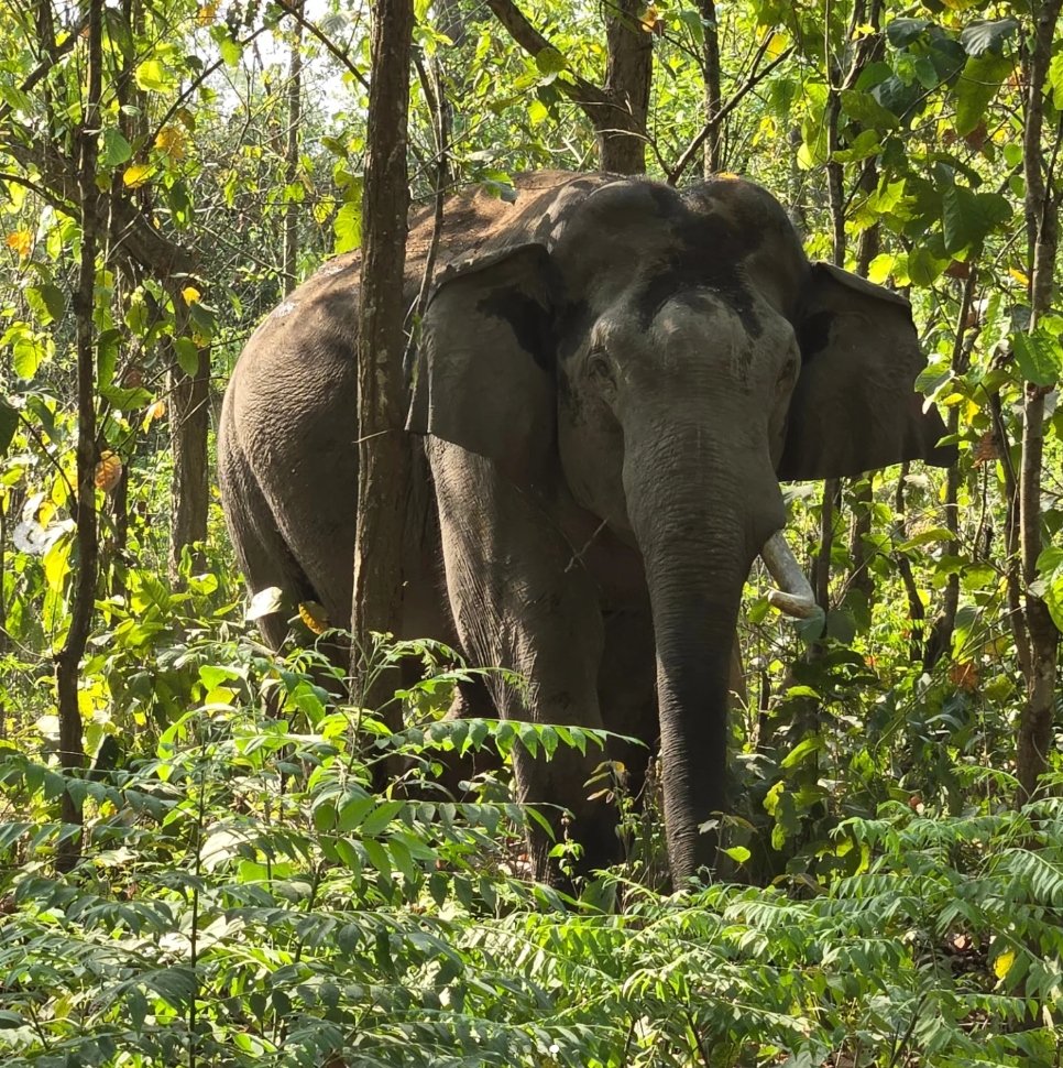 Wild Asian Elephant (एशियाई हाथी)
