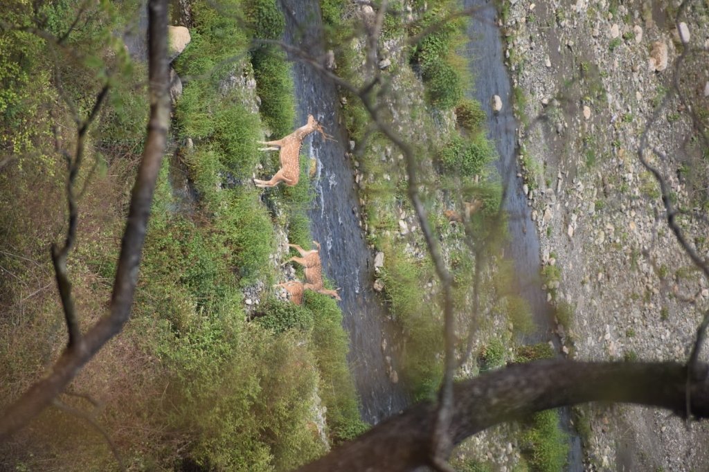 Chital Deer Top View