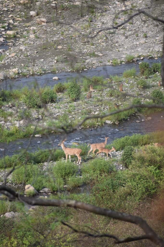 Spotted Deer / Chital (चीतल हिरण)