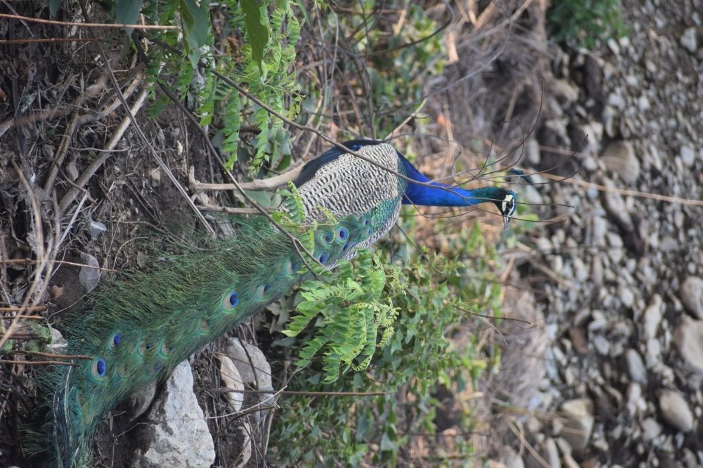 Indian Peacock