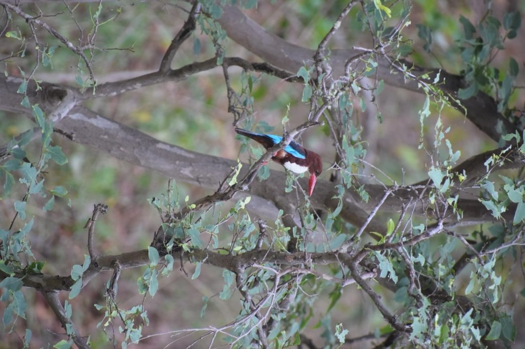 Kingfisher in Foliage