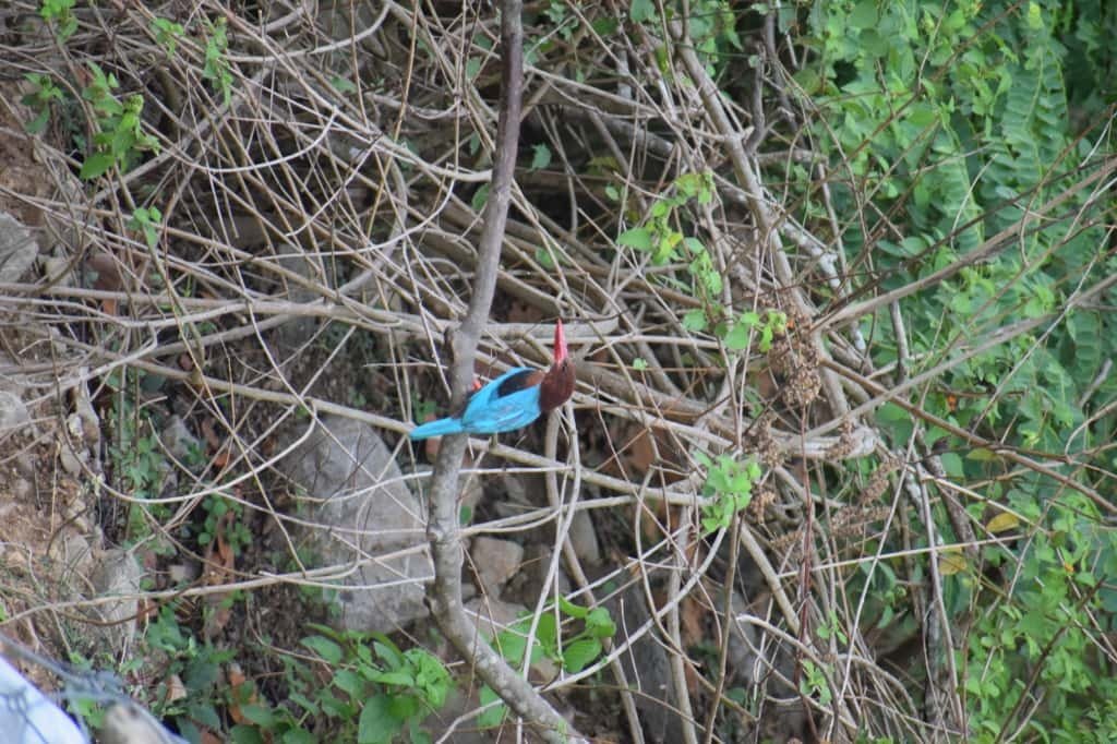Kingfisher Bird