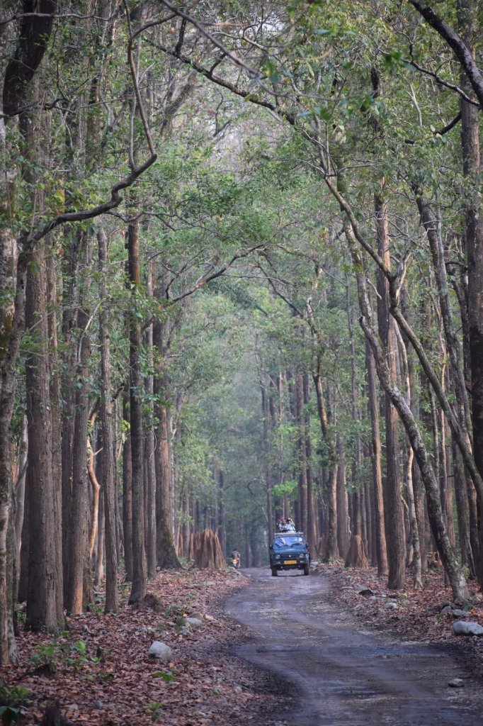 Sal Forest Canopy