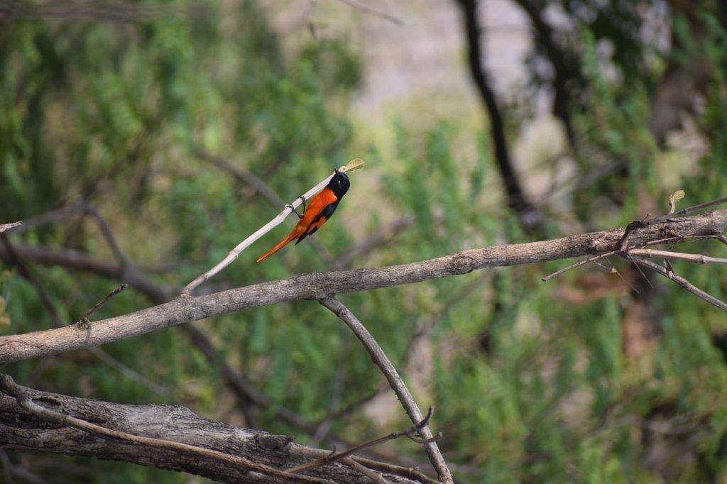 Scarlet Minivet
