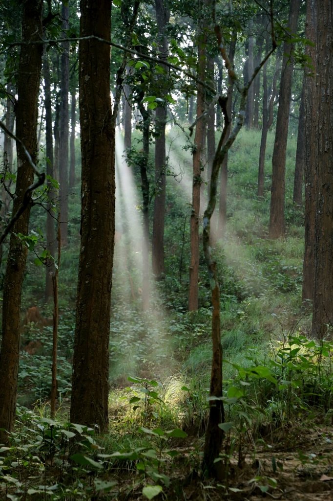 Sun Rays in Canopy