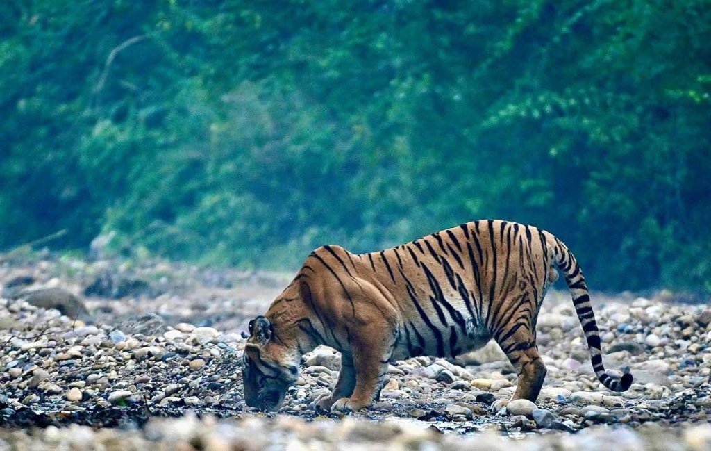 Tiger Drinking Water