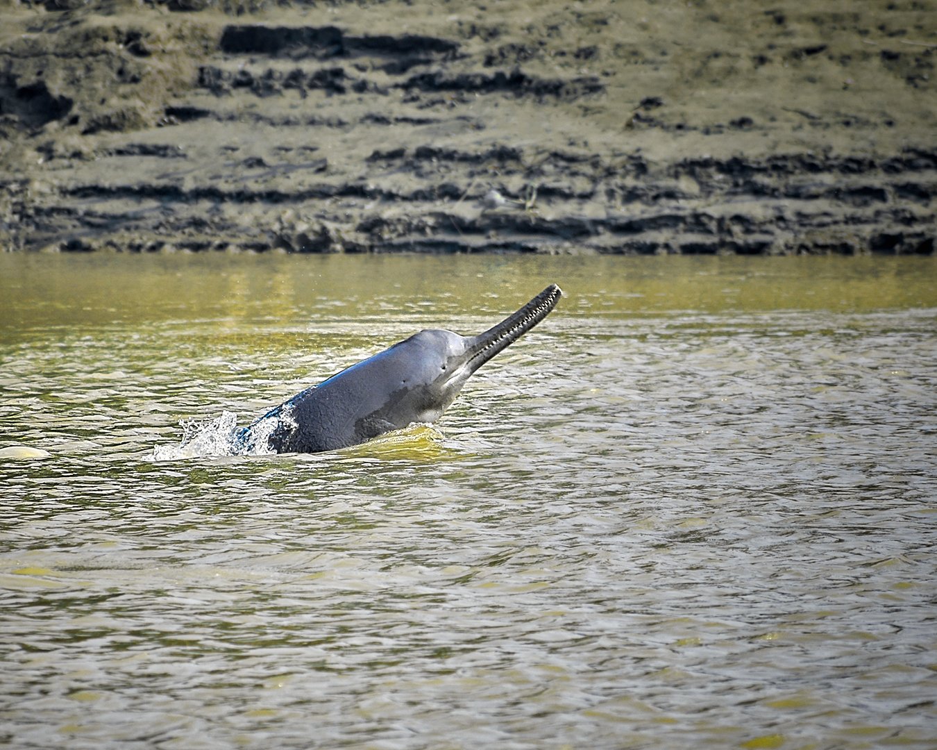 Ganges River Dolphin (गंगा नदी डॉल्फिन)