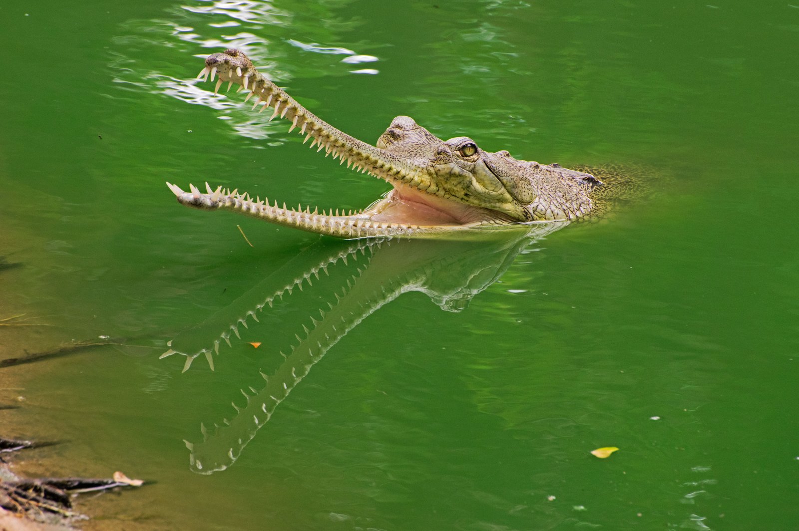 Gharial Crocodile (घड़ियाल)