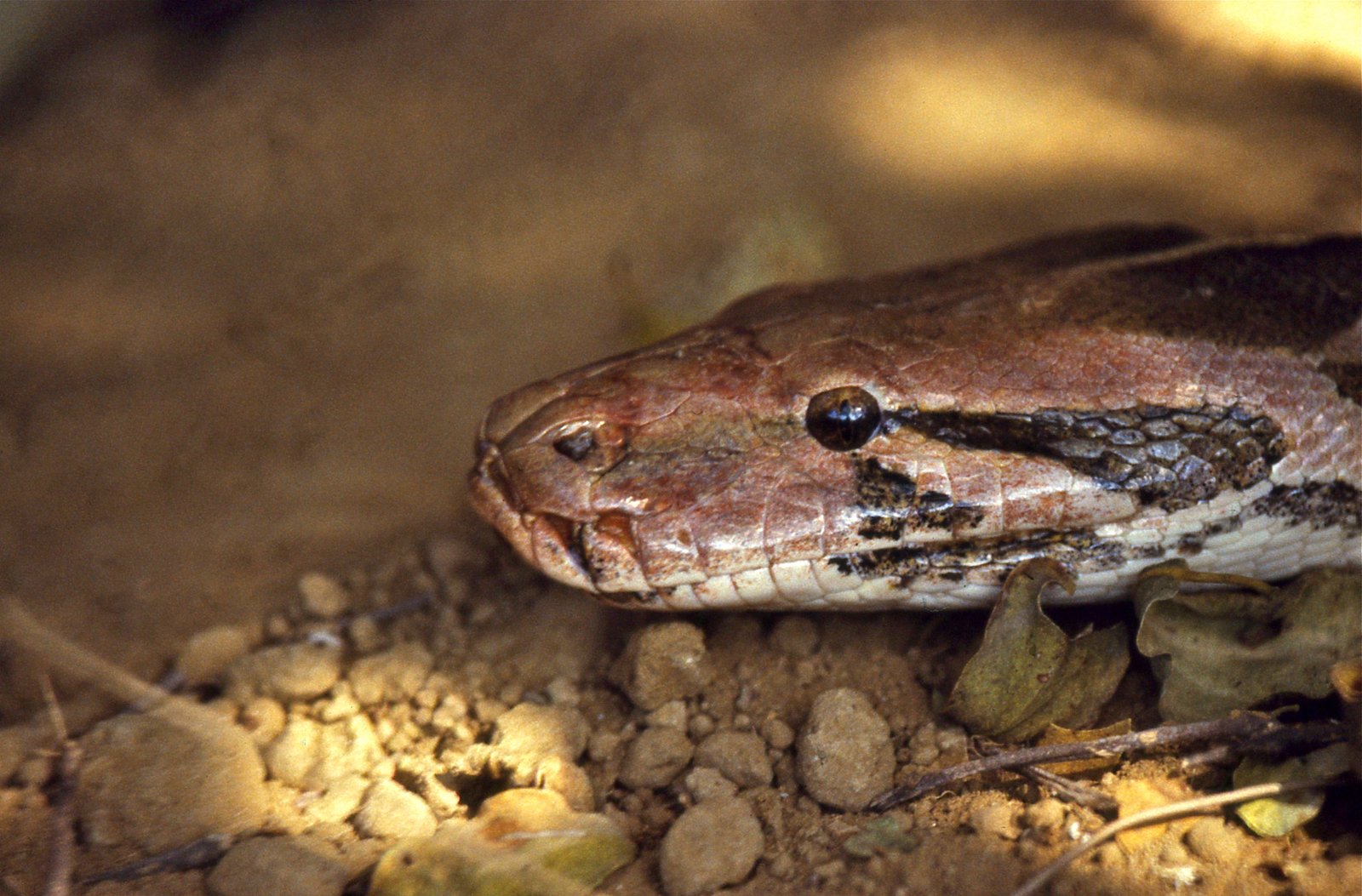 Indian Rock Python (भारतीय अजगर)