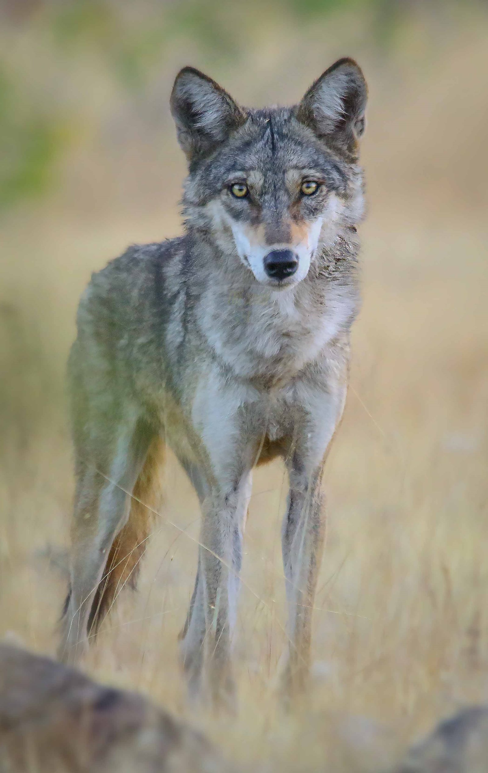 Indian Wolf (भारतीय भेड़िया)
