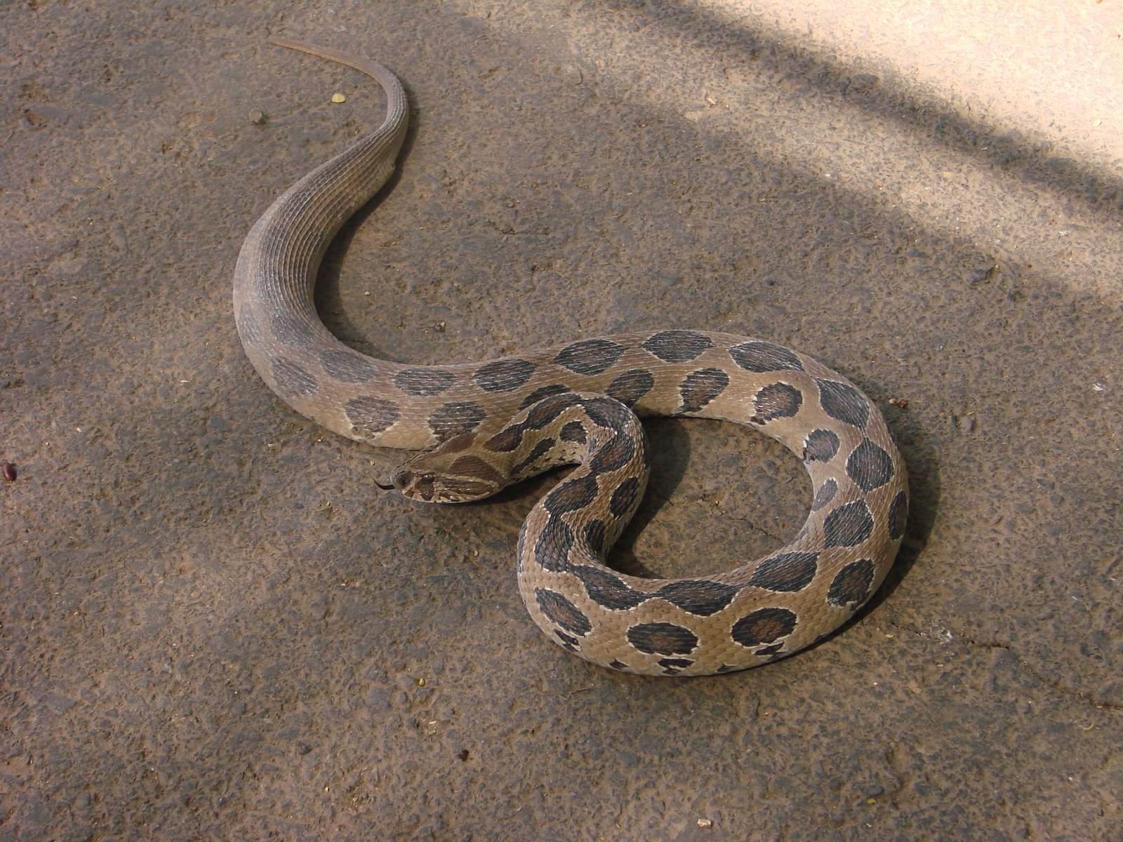Russell's Viper (रसेल वाइपर)