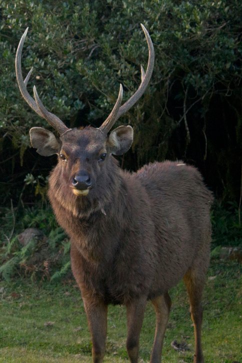 Sambar Deer (विशाल सांभर हिरण)