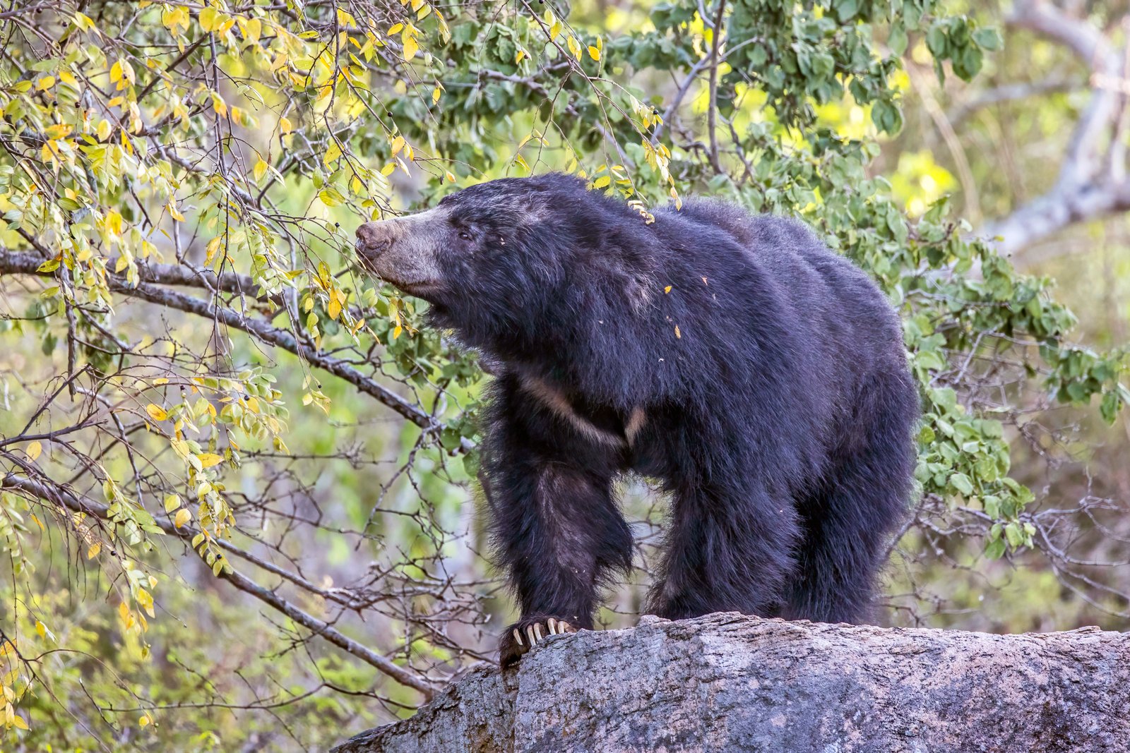Sloth Bear (सुस्त भालू)