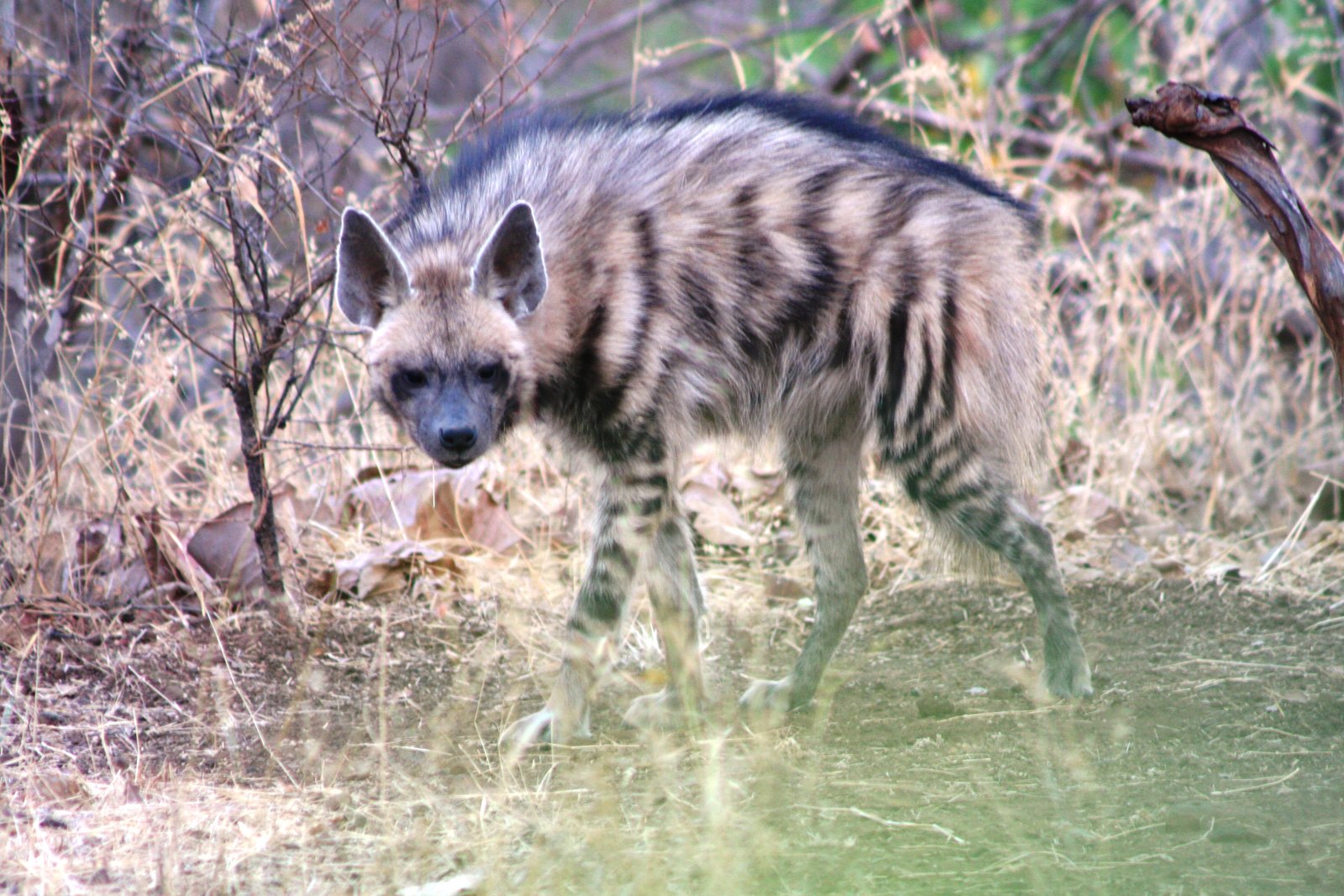 Striped Hyena (लकड़बग्घा)