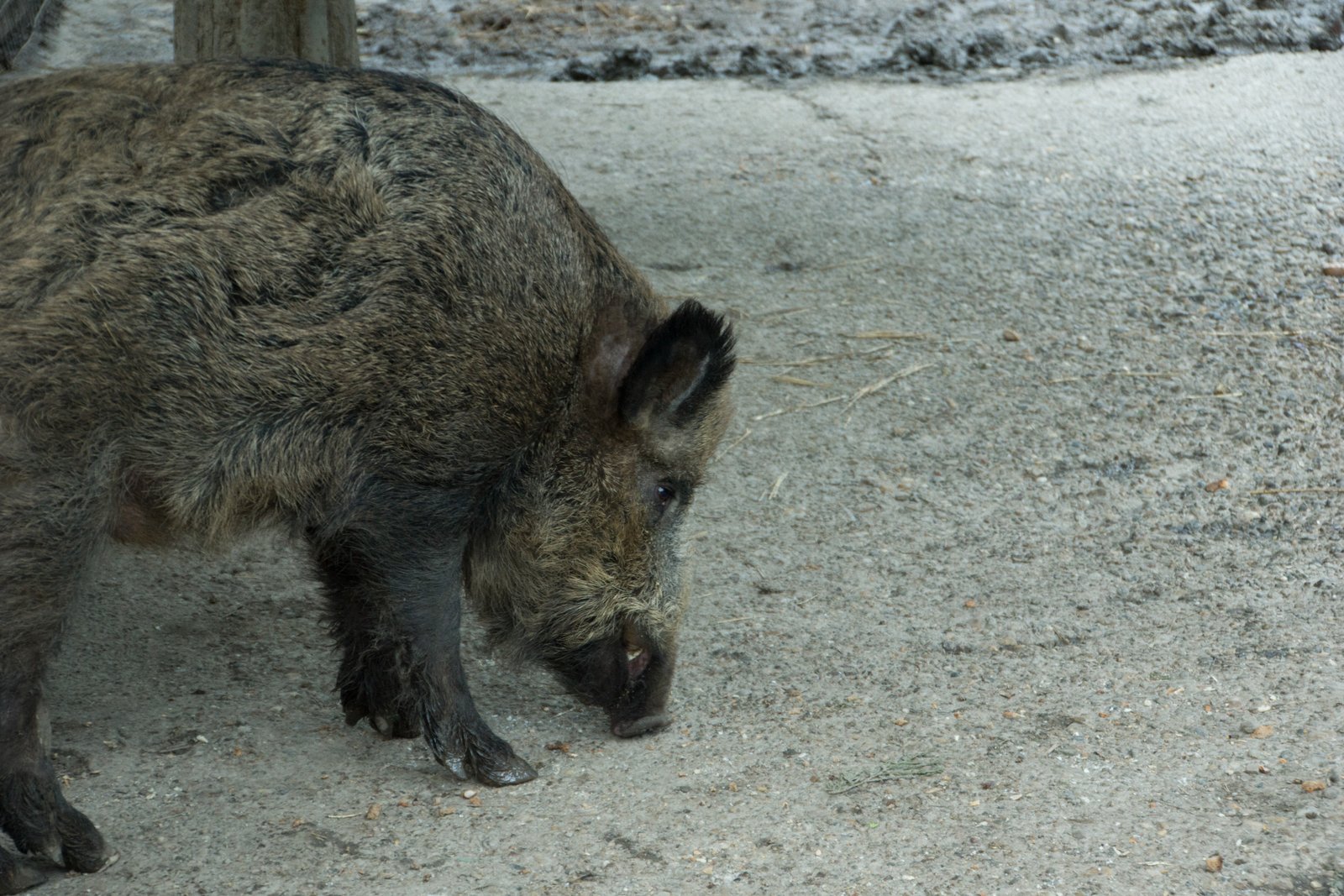 Wild Boar (जंगली सूअर)